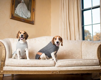 May include: Two beagle dogs wearing grey sweaters sit on a white couch with gold trim. The couch is in a room with a window and a painting on the wall.