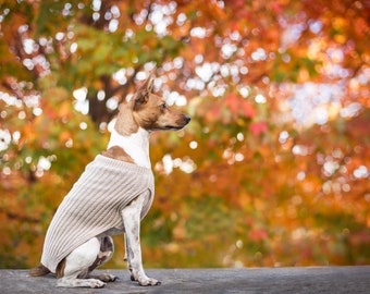 May include: A small, white and brown dog wearing a beige knitted sweater sits on a gray surface with a blurred background of fall foliage in shades of orange, red, and yellow.