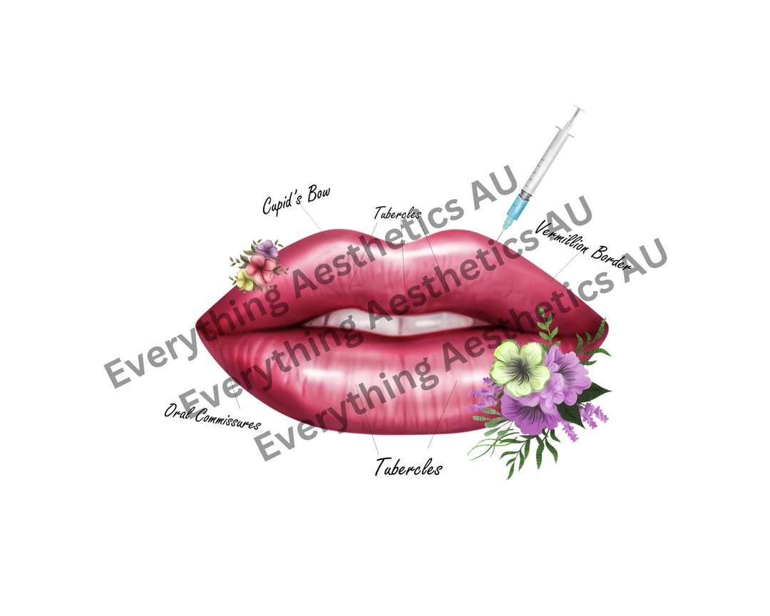Lip Anatomy Art Etsy