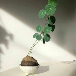 Dormant Stephania Erecta Caudex Bulb | Rare Round Leaf Houseplant | Caudiciform Succulent for Indoor Gardening