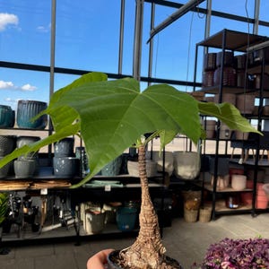 Dormant Sterculia Colorata Caudex Bulb: Rare Bottletree Succulent