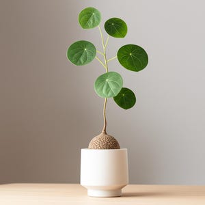 Dormant Stephania Erecta Caudex Bulb, Rare Round Leaf Houseplant , Unique Caudiciform Succulent for Indoor Gardening