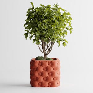 Op de afbeelding: Een kleine, groenbladige plant in een vierkante, terracotta-kleurige plantenbak. De plantenbak heeft een gecapitonneerd ontwerp, wat een vleugje elegantie toevoegt. De takken van de plant zijn zichtbaar en de bladeren zijn heldergroen.