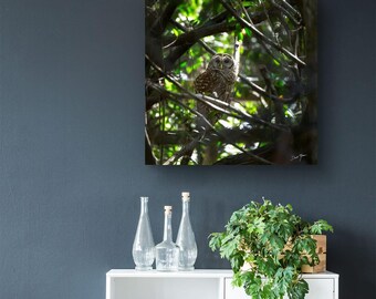 Owl in Branches Art Print – Nature Photography, Wildlife Wall Decor