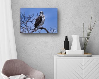 The Osprey's Watchful Eye  - Paper, Canvas, Metal, Acrylic Wall Art