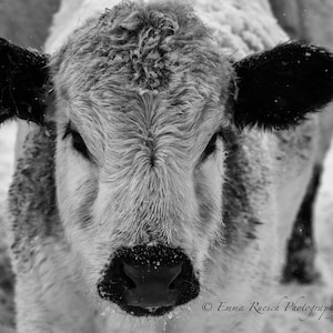 Printable Cow Photo, Winter, Landscape, Instant Digital Download, Print, Farmhouse Decor