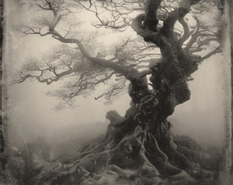 Wetplate Collodion Gnarled Ancient Tree Giclee Print Titled & Signed by Artist Old Veteran Trees Ethereal Misty Ancient Woodland Forest Tree