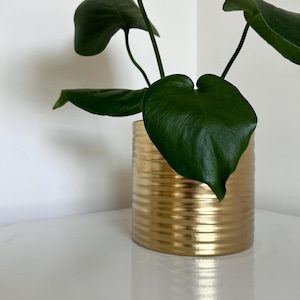May include: A cylindrical gold-colored metal planter with a horizontal ribbed texture. The planter contains a green plant with several heart-shaped leaves extending upwards from the top opening of the metallic container.