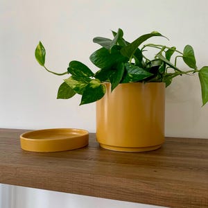 May include: A mustard yellow ceramic planter with a matching saucer, holding a vibrant green plant with variegated leaves. The cylindrical planter sits on a wooden shelf, creating a modern, minimalist aesthetic. The plant's leaves cascade over the edge.