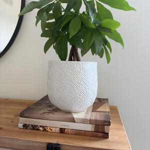 May include: A money tree plant with green leaves in a white ceramic planter featuring a raised, woven-style geometric pattern. The planter sits atop two stacked books titled RH Modern and RH Interiors, which are placed on a wooden surface.