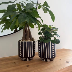 May include: Two potted plants in matching black cylindrical planters with white vertical stripes and a repeating dash pattern. The left planter holds a money tree with a braided trunk, while the right planter contains a small leafy green plant.