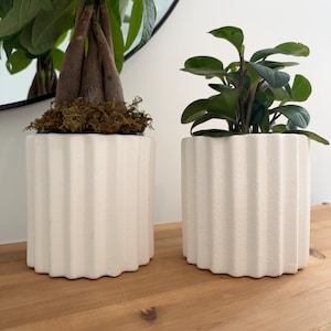 May include: Two cylindrical white planters with a vertical ribbed texture. The left planter holds a braided money tree with green leaves and brown moss, while the right planter contains a small plant with dark green, rounded leaves.