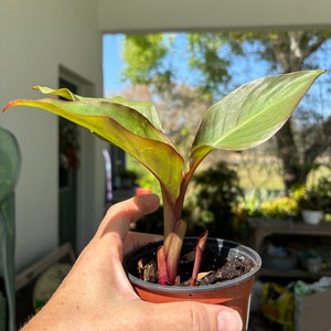 May include: A small red-stemmed plant with green leaves growing in a brown plastic pot.