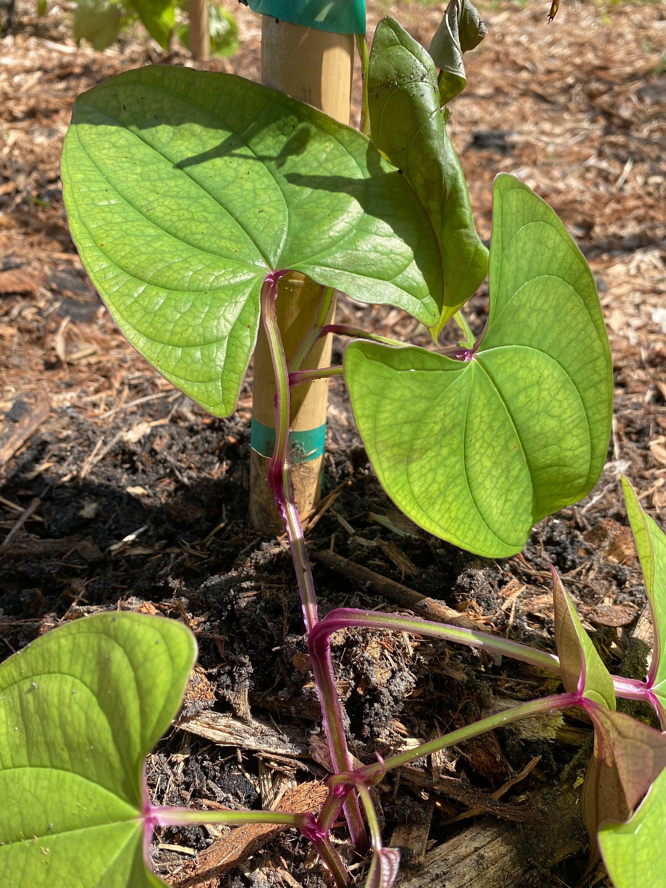 Live Plant - Ube Organic / Filipino Purple Yam
