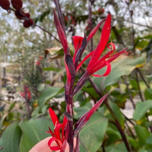 May include: A close-up of a red canna lily flower with dark red stems. The flower is in bloom and has several petals.
