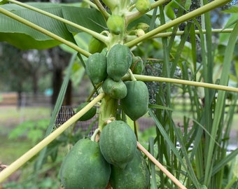 Red Lady Papaya 10 Seeds - Etsy