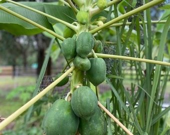 Seeds - Papaya Red Lady