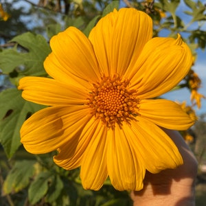Cuttings - Tithonia / Mexican Sunflower - permaculture &#39;green&#39; fertilizer