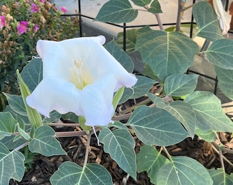 DA01: Sacred Datura Seed 30 Ct Cold Hardy Wildflower Datura wrightii