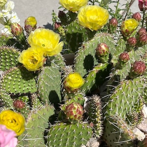 OP02: Plains Prickly Pear ‘Chartreuse’ Cold Hardy Cactus Cutting Opuntia polyacantha
