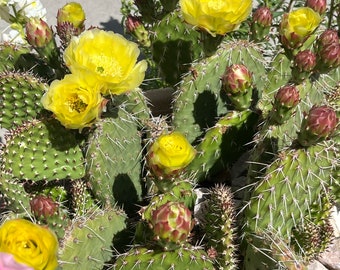 OP02: Plains Prickly Pear ‘Chartreuse’ Cold Hardy Cactus Cutting Opuntia polyacantha