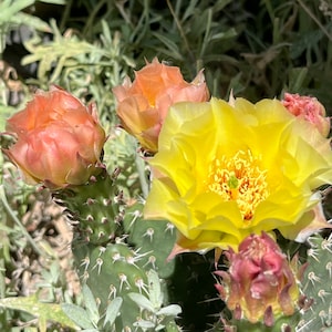 OP03: Plains Prickly Pear Cold Hardy Cactus Cutting Opuntia polyacantha