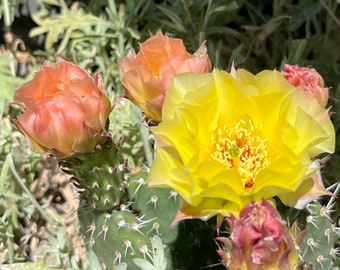 OP03: Plains Prickly Pear Cold Hardy Cactus Cutting Opuntia polyacantha