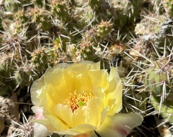 OP10: Brittle Prickly Pear ‘SLC’ Cold Hardy 2x Cactus Cutting Opuntia fragilis