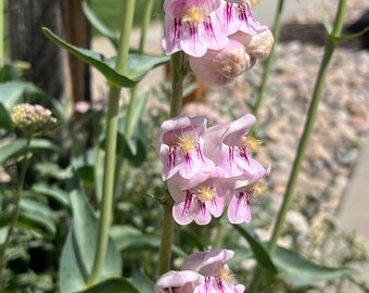 PE02: Palmer’s Penstemon Seed 50 Ct Cold Hardy Wildflower Penstemon palmeri