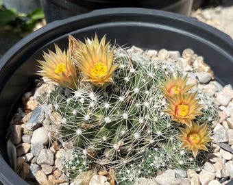 CO01: Missouri Foxtail Cold Hardy Cactus Pelecyphora missouriensis