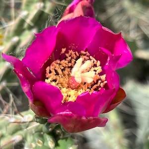 CY02: Tree Cholla Cold Hardy Cactus Cutting Cylindropuntia imbricata