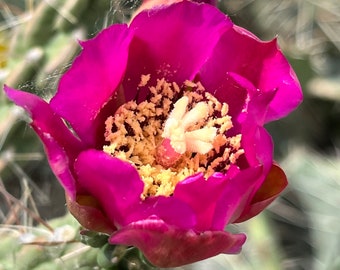 CY02: Tree Cholla Cold Hardy Cactus Cutting Cylindropuntia imbricata