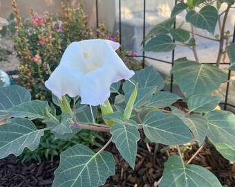 rienda4点セットdatura duras datura Rady 大感謝セール】 Rady2点セットダズリン.スナイデル.rienda