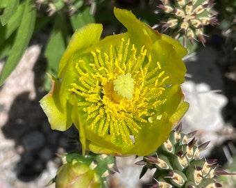 CY01: Whipple Cholla Cold Hardy Cactus Cutting Cylindropuntia whipplei