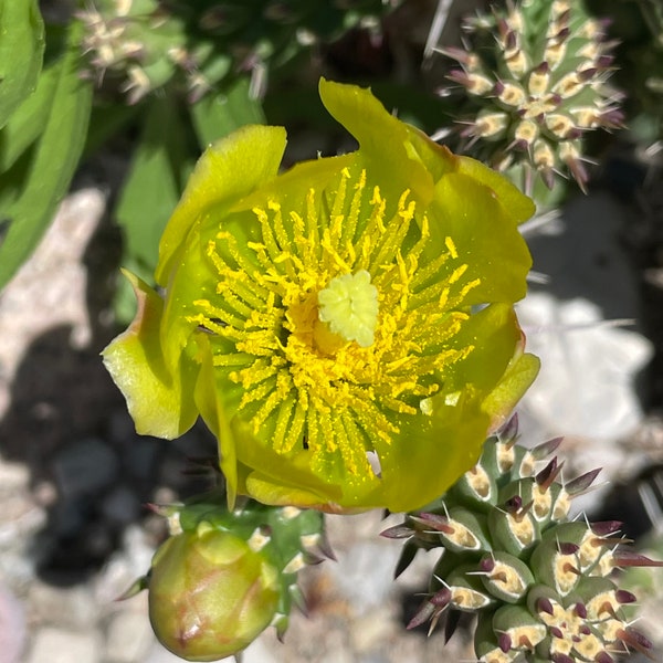 CY01: Whipple Cholla Cold Hardy Cactus Cutting Cylindropuntia whipplei