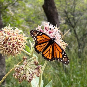 AS01: Showy Milkweed Seed 100 Ct Cold Hardy Wildflower Asclepias speciosa