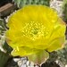 see more listings in the OP: Prickly Pears section