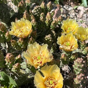 May include: Close up of a prickly pear cactus with yellow flowers in bloom. The cactus is green and has many spines. The flowers are bright yellow and have a red center.