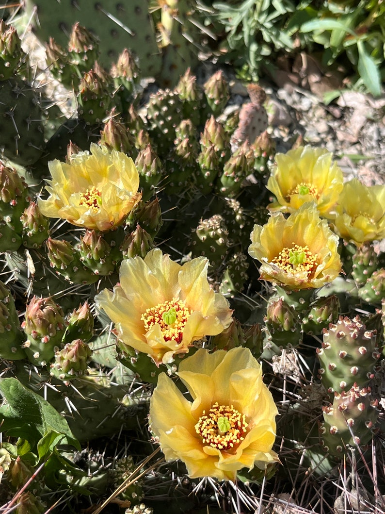 May include: Close up of a prickly pear cactus with yellow flowers in bloom. The cactus is green and has many spines. The flowers are bright yellow and have a red center.