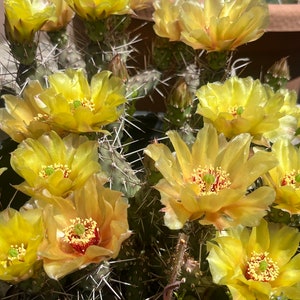 OP01: Brittle Prickly Pear Cold Hardy Cactus Cutting Opuntia fragilis