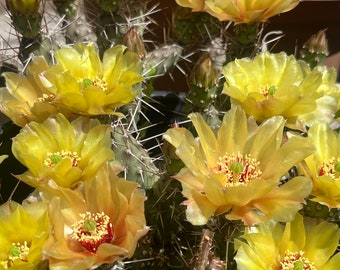 OP01: Brittle Prickly Pear Cold Hardy Cactus Cutting Opuntia fragilis