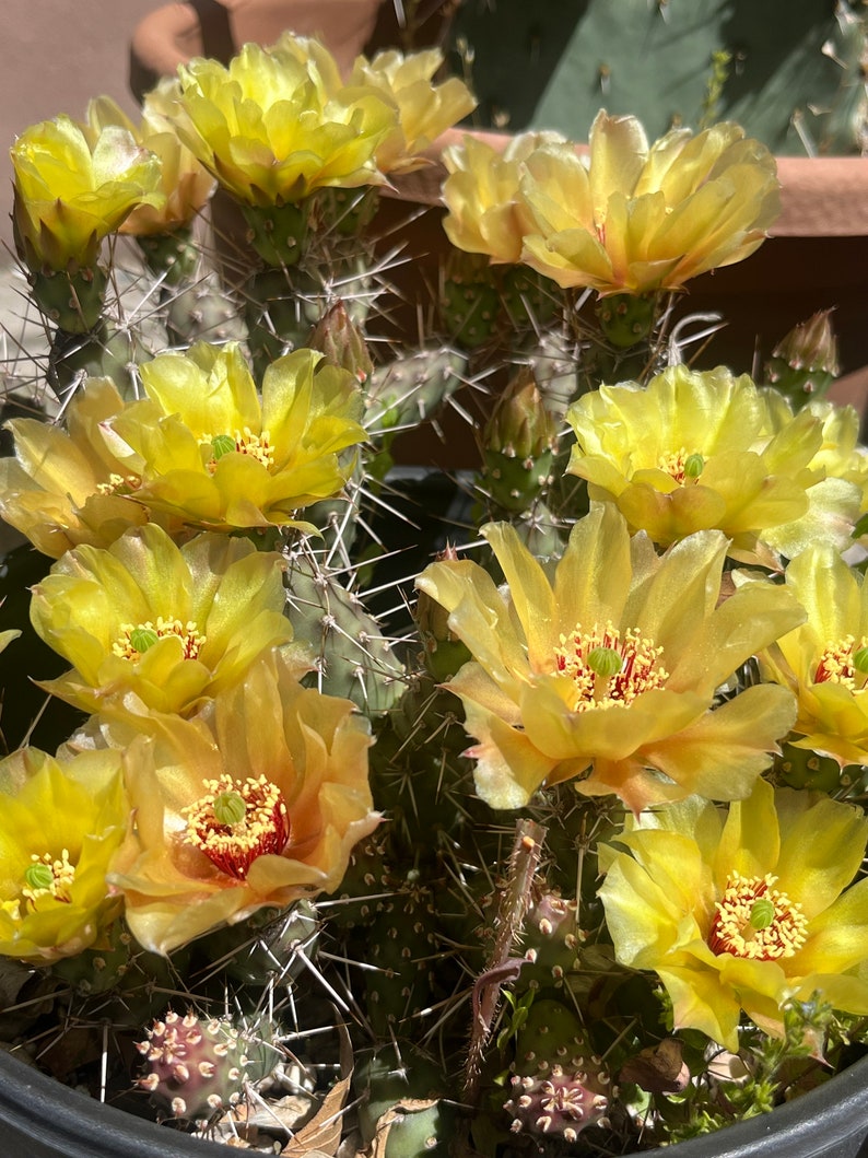May include: A close-up of a prickly pear cactus with yellow flowers in bloom. The cactus is in a black pot and has many sharp spines. The flowers are delicate and have a yellow-orange hue.