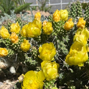 CY01: Whipple Cholla Cold Hardy Cactus Cutting Cylindropuntia whipplei