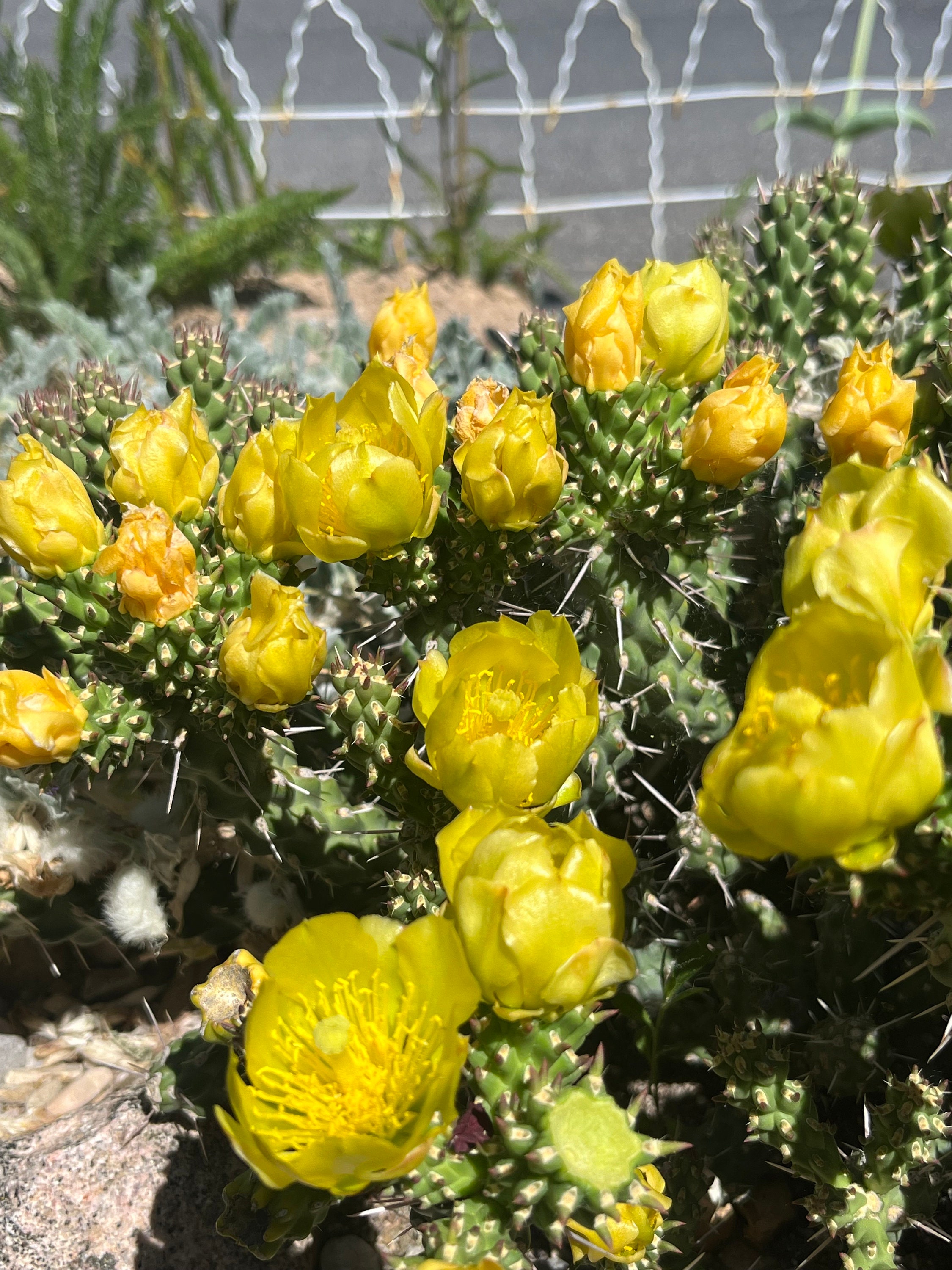 CY01: Whipple Cholla Cold Hardy Cactus Cutting Cylindropuntia