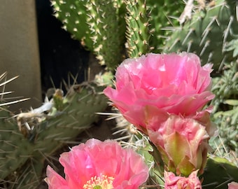 OP04: Prickly Pear ‘Grand Mesa Peach’ Cold Hardy Cactus Opuntia rhodantha