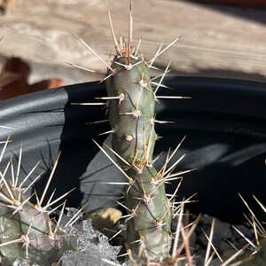 May include: A close-up of a cactus with long, white spines. The cactus is green and has a slightly reddish hue. The cactus is growing in a black pot and there is snow on the ground around it.