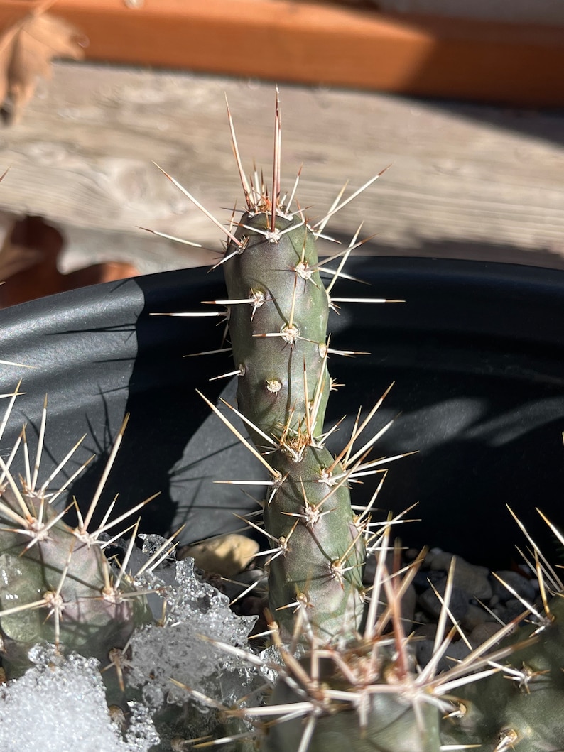 May include: A close-up of a cactus with long, white spines. The cactus is green and has a slightly reddish hue. The cactus is growing in a black pot and there is snow on the ground around it.