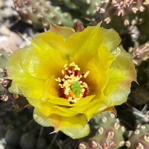 OP01: Brittle Prickly Pear Cold Hardy Cactus Cutting Opuntia fragilis image 3