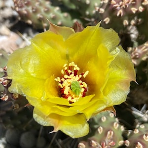 May include: A yellow cactus flower with a red center and yellow pollen. The flower is in bloom and has a green center. The flower is surrounded by green cactus needles.