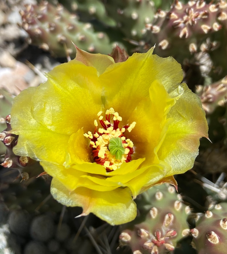 May include: A yellow cactus flower with a red center and yellow pollen. The flower is in bloom and has a green center. The flower is surrounded by green cactus needles.